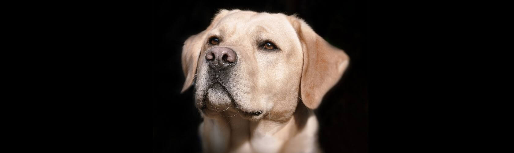 Leland Pet Resort Luxury Boarding For Dogs & CatsLeland, NC